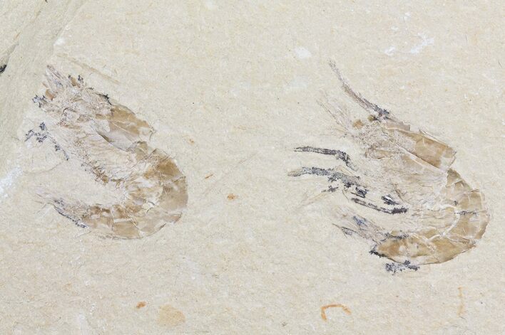 Two Cretaceous Fossil Shrimp - Lebanon #69993